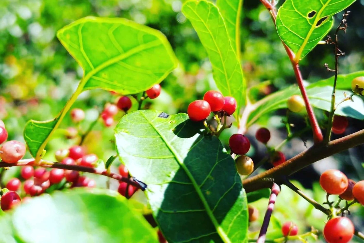 Mauritius Wandeltocht 7 watervallen met Ganga Talao & Lunch