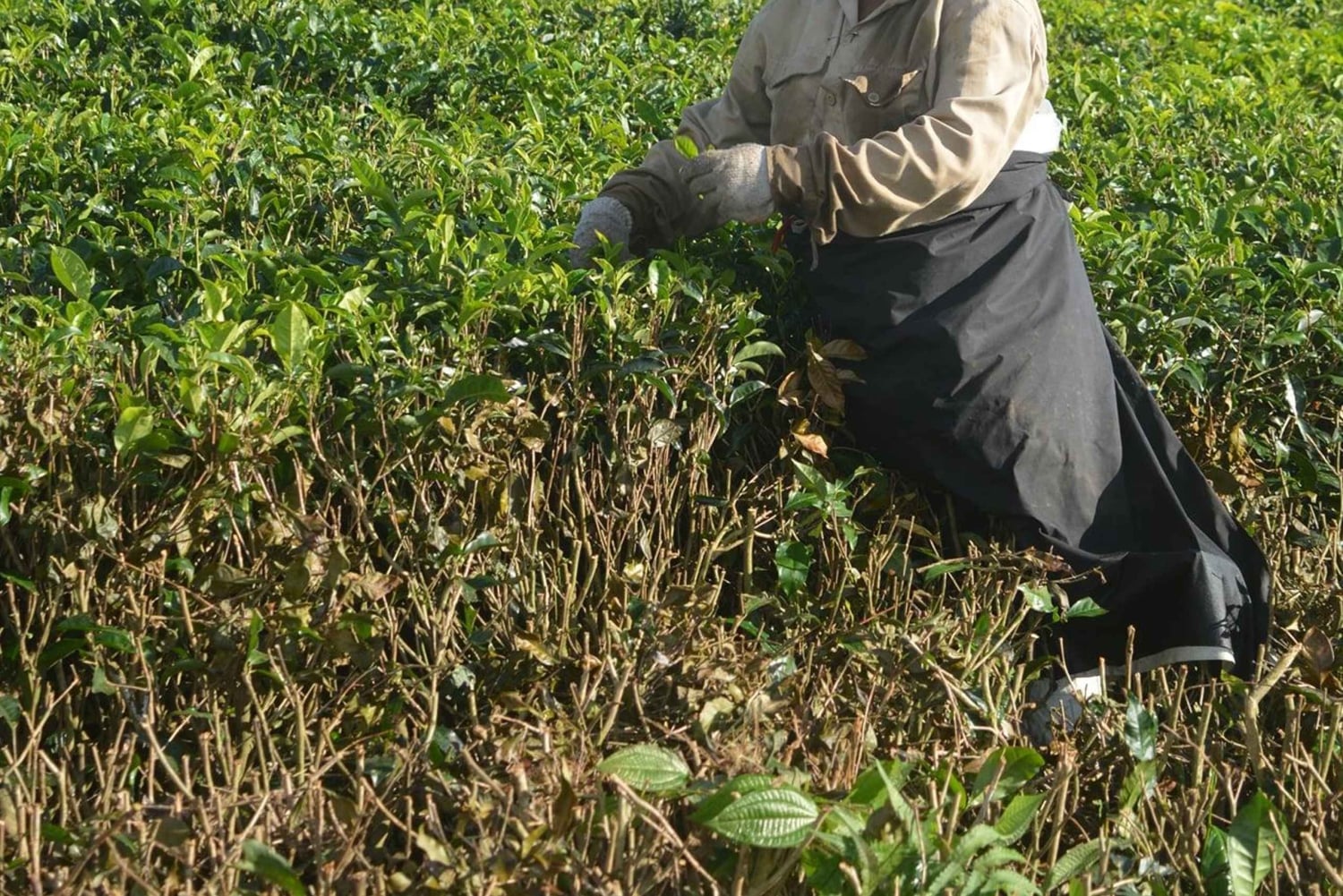 Mauritius Wandeltocht 7 watervallen met Ganga Talao & Lunch