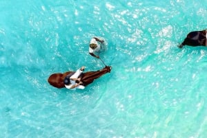 Mauritius: passeggiata a cavallo sulla spiaggia