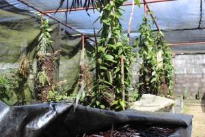 Mauritius: passeggiata a cavallo e tour di una piantagione di vaniglia