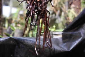 Mauritius: passeggiata a cavallo e tour di una piantagione di vaniglia