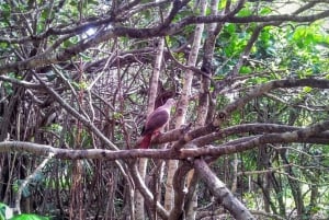 Mauritius: Ile aux Aigrettes Nature Reserve with Boat Ride