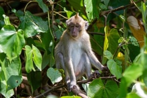 Mauritius Ile aux cerfs PRIVAT BÅT