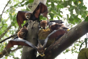 Mauritius like a local: private trip with hotel & activities