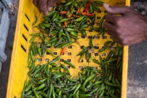 Mauritius like a local: private trip with hotel & activities