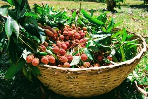 Mauritius like a local: private trip with hotel & activities