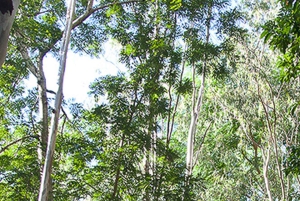 Mauritius National Park: ontdek het eiland zoals het ooit was
