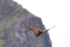 Mauritius National Park: ontdek het eiland zoals het ooit was