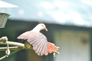 Mauritius National Park: ontdek het eiland zoals het ooit was