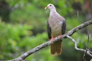 Mauritius National Park: ontdek het eiland zoals het ooit was