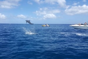 Mauritius: Ocean Swim with Dolphins