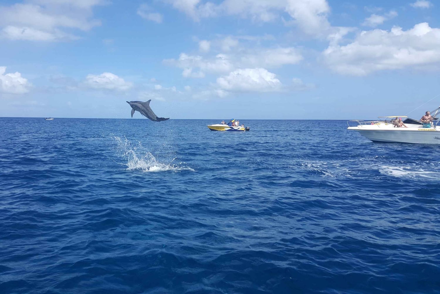 Mauritius: Ocean Swim with Dolphins