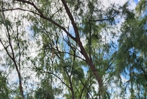 Mauritius: On-road Moottoripyörä kokopäiväretki