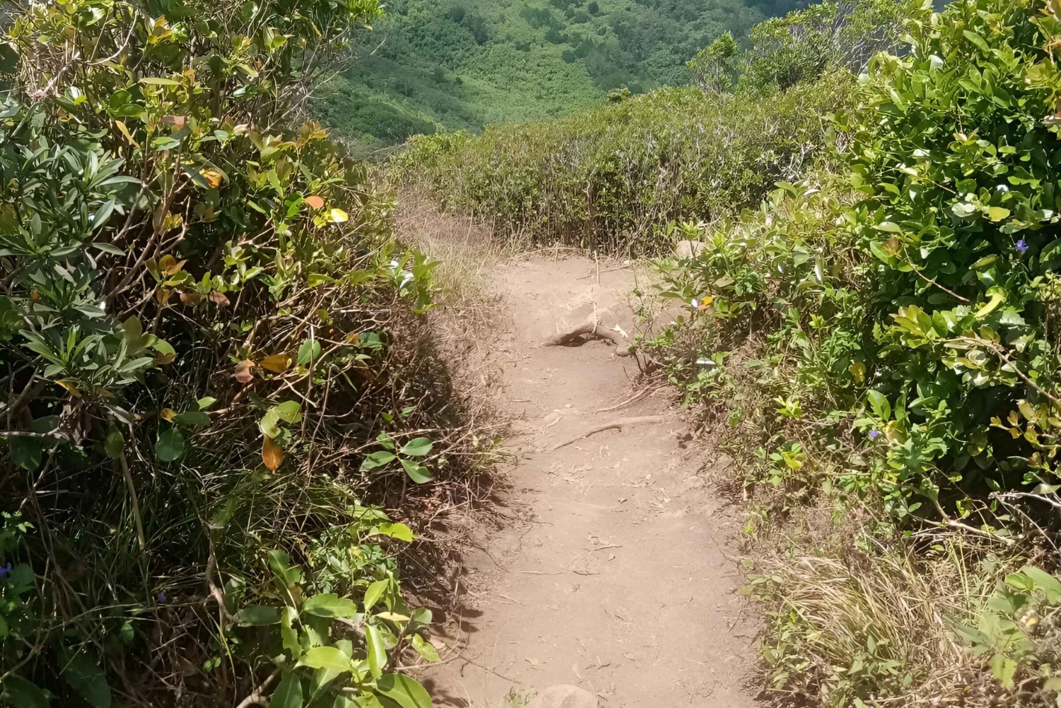 Mauritius: Piton de la Petite Rivière Noire guidet vandretur