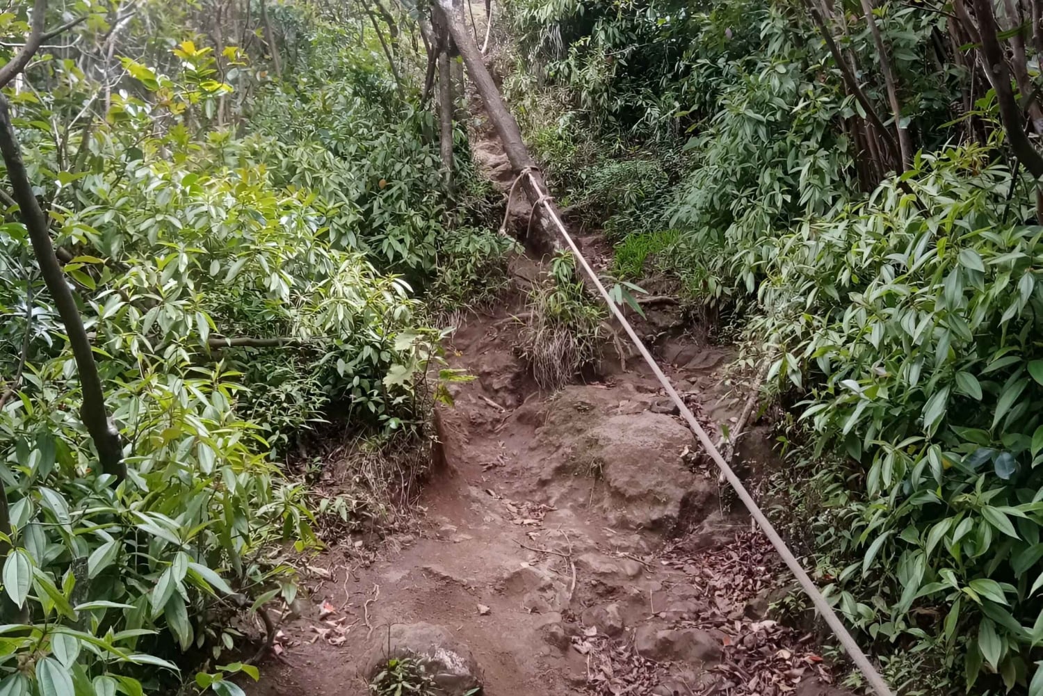 Mauritius: Piton de la Petite Rivière Noire guidet vandretur
