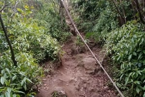 Mauritius: Piton de la Petite Rivière Noire Guidad vandring