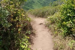 Mauritius: Piton de la Petite Rivière Noire guidet vandretur