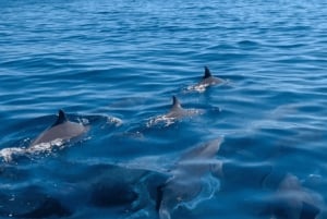 Mauritius: Privat omvisning med katamaran til île aux Cerfs