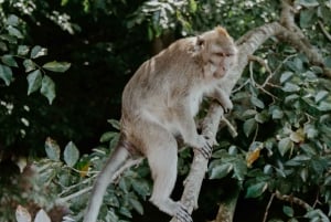 Mauritius: Privat omvisning med katamaran til île aux Cerfs