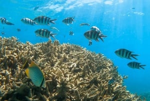 Mauritius: Private Lagoon Cruise with Snorkeling & Lunch