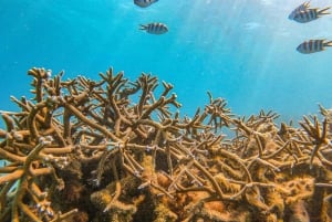 Mauritius: Private Lagoon Cruise with Snorkeling & Lunch