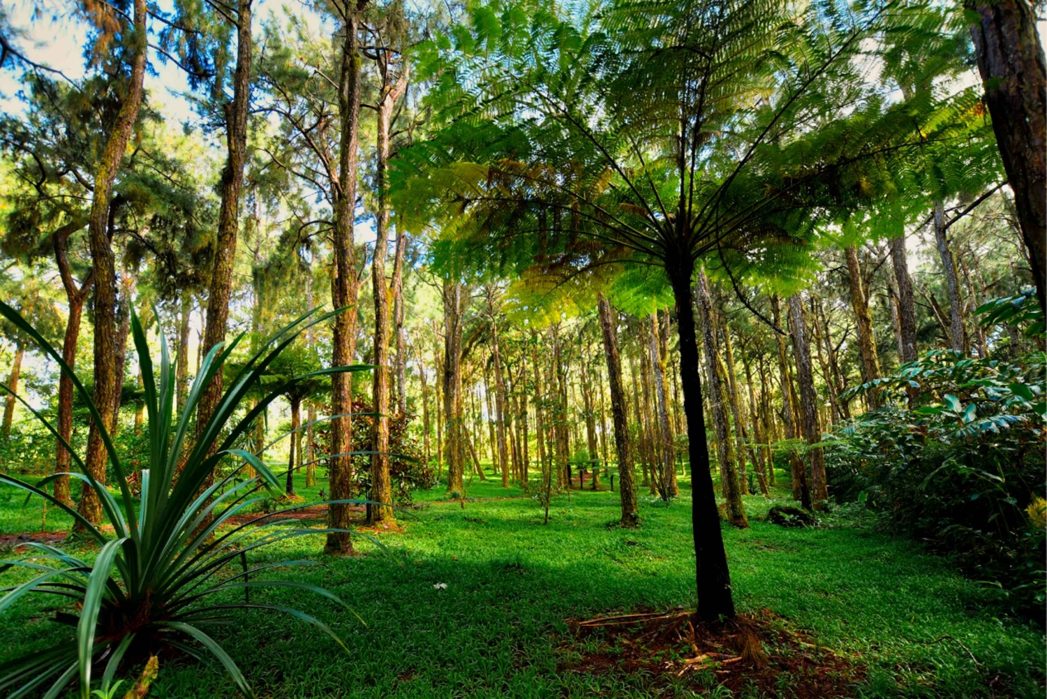 Mauritius: Vacoas, Black River Gorges, Chamouny
