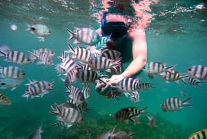 Golfinhos: Privado, Snorkel, CrystalRock, ileoBenitiers, almoço