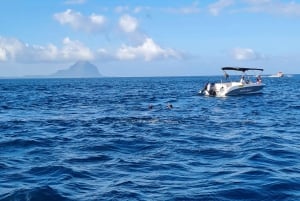Golfinhos: Privado, Snorkel, CrystalRock, ileoBenitiers, almoço