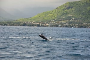 Golfinhos: Privado, Snorkel, CrystalRock, ileoBenitiers, almoço