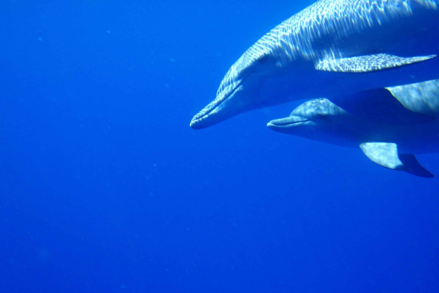 Mauritius: Privat svømmetur med delfiner