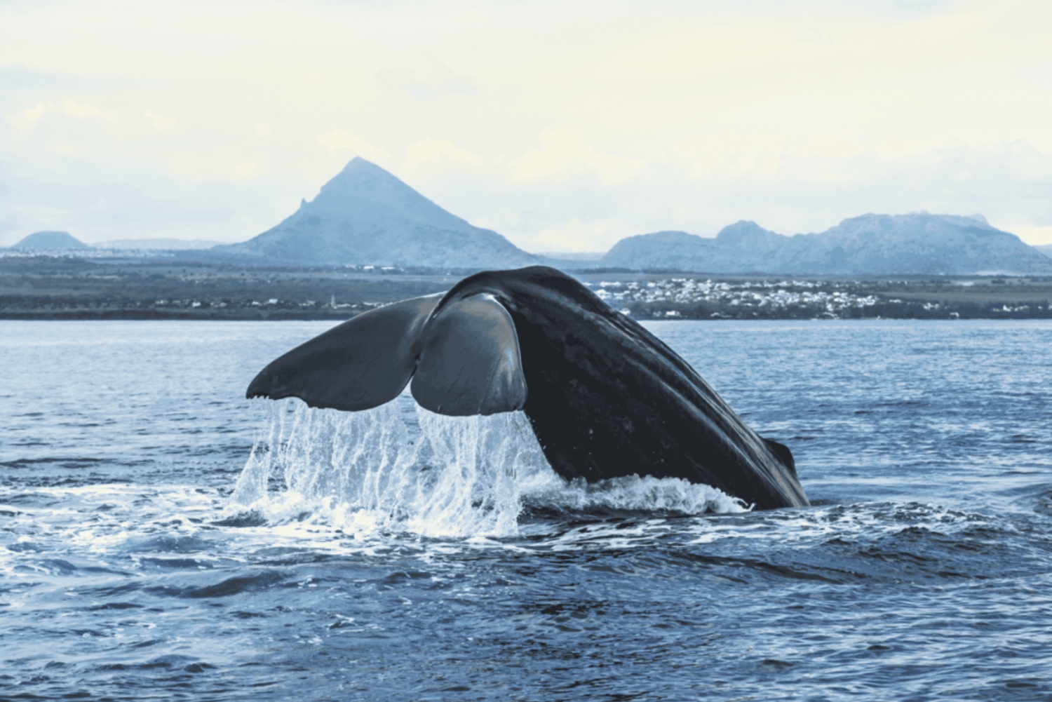 Mauritius: Private Whale Watching & Benitiers BBQ
