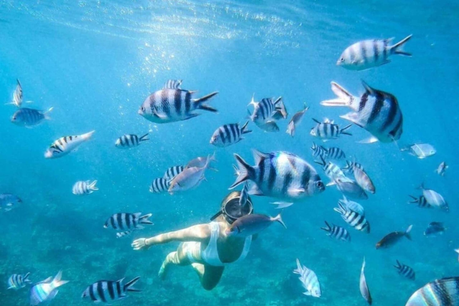 Mauritius: Private Whale Watching & Benitiers BBQ