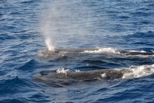 Mauritius: Private Whale Watching & Benitiers BBQ