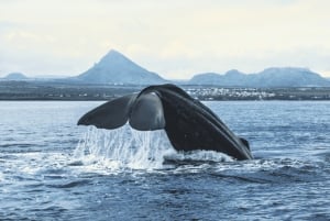 Mauritius: Private Whale Watching & Benitiers BBQ