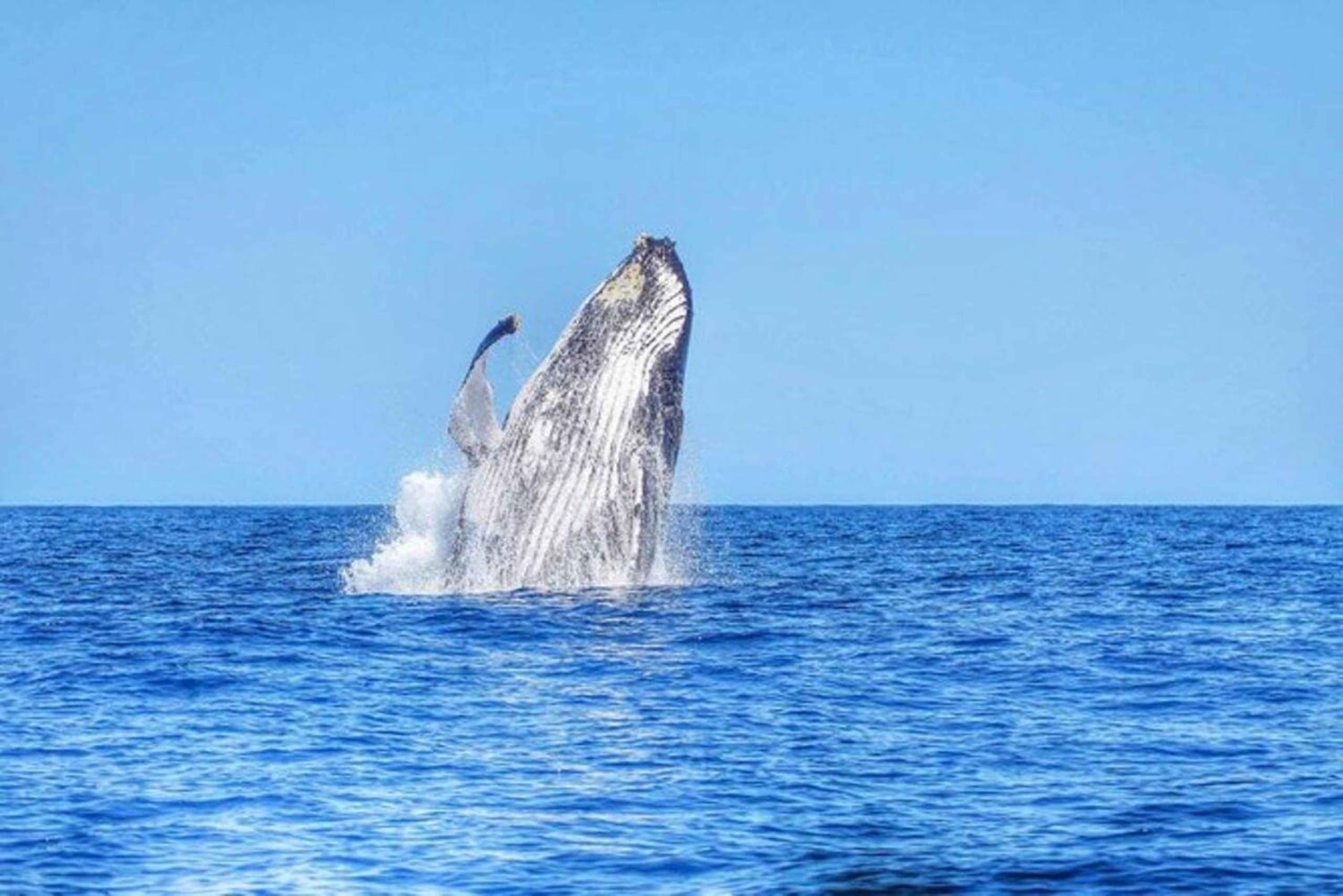 Mauritius: prywatna wycieczka z obserwacją waleni i odbiorem z hotelu