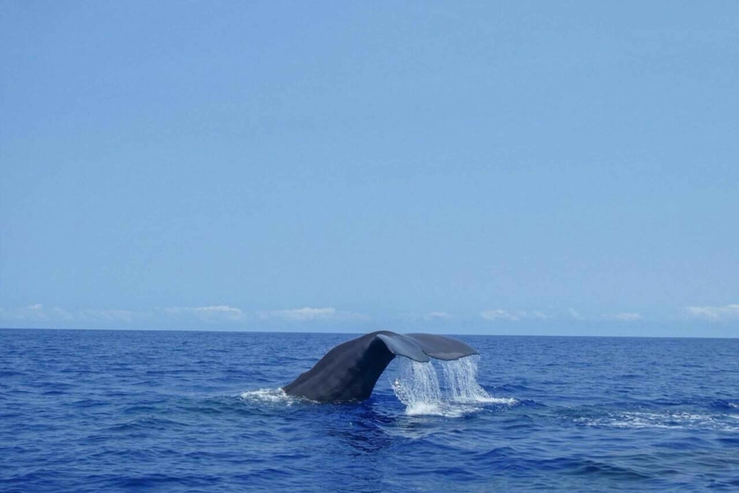 Mauritius: prywatna wycieczka z obserwacją waleni i odbiorem z hotelu