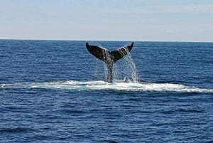 Mauritius: prywatna wycieczka z obserwacją waleni i odbiorem z hotelu