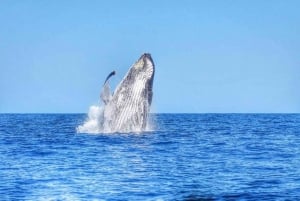 Mauritius: prywatna wycieczka z obserwacją waleni i odbiorem z hotelu