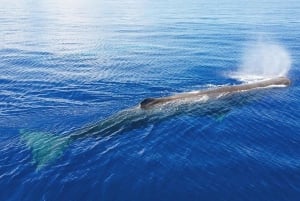 Mauritius: prywatna wycieczka z obserwacją waleni i odbiorem z hotelu