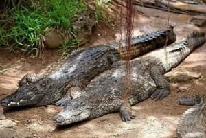 Mauritius : private wild south fullday tour
