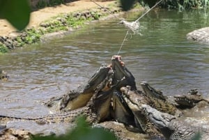 Mauritius: privat heldagstur i det ville sør