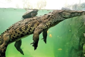 Mauritius: privat heldagstur i det ville sør