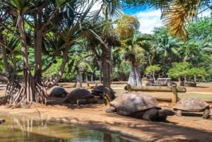 Mauritius : private wild south fullday tour