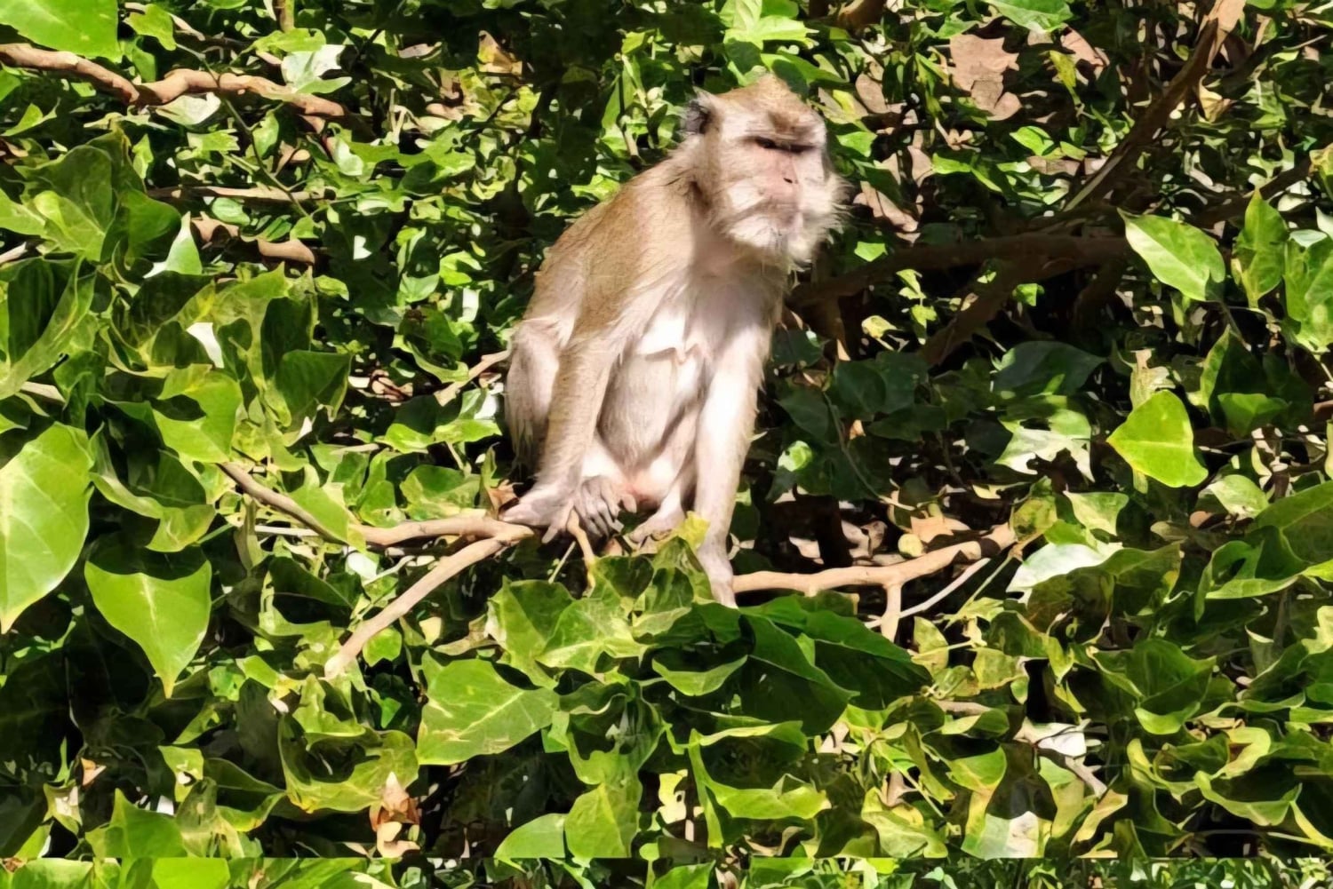 Mauritius: Wycieczka kajakowa z przewodnikiem po rzece z małpami