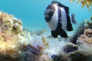 Mauritius: Seas the Day Lagoon Discovery Boat