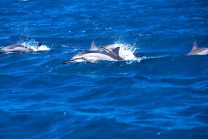 Mauritius: Fai snorkeling e nuota con i delfini con un tour in motoscafo