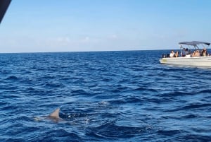 Mauritius: Fai snorkeling e nuota con i delfini con un tour in motoscafo