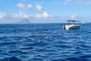 Mauritius: Fai snorkeling e nuota con i delfini con un tour in motoscafo