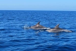 Mauritius: Fai snorkeling e nuota con i delfini con un tour in motoscafo