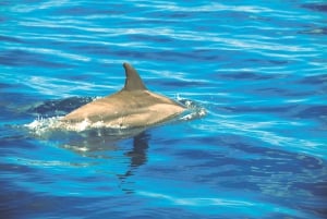 Mauritius: Fai snorkeling e nuota con i delfini con un tour in motoscafo